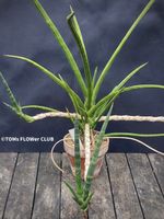 Sansevieria Phillipsiae - botanische Art für Deine Sammlung