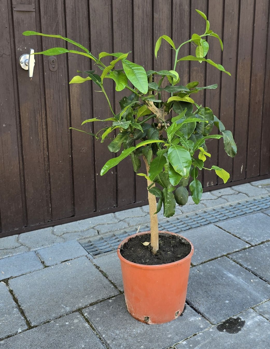 Pflanzen & Samen: Kaffirlimette – Gebraucht aus Aarburg von popkorn65 2