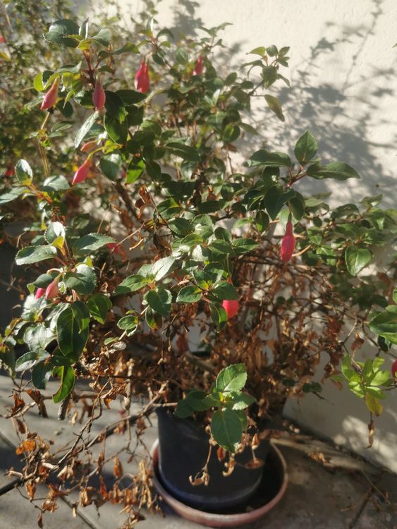 Fuchsia rot, Zierpflanze, Nachtkerzengewächs Kaufen auf Ricardo