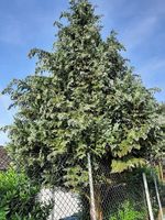 Thuja Äste /Zweige für Gestecke und Dekoration