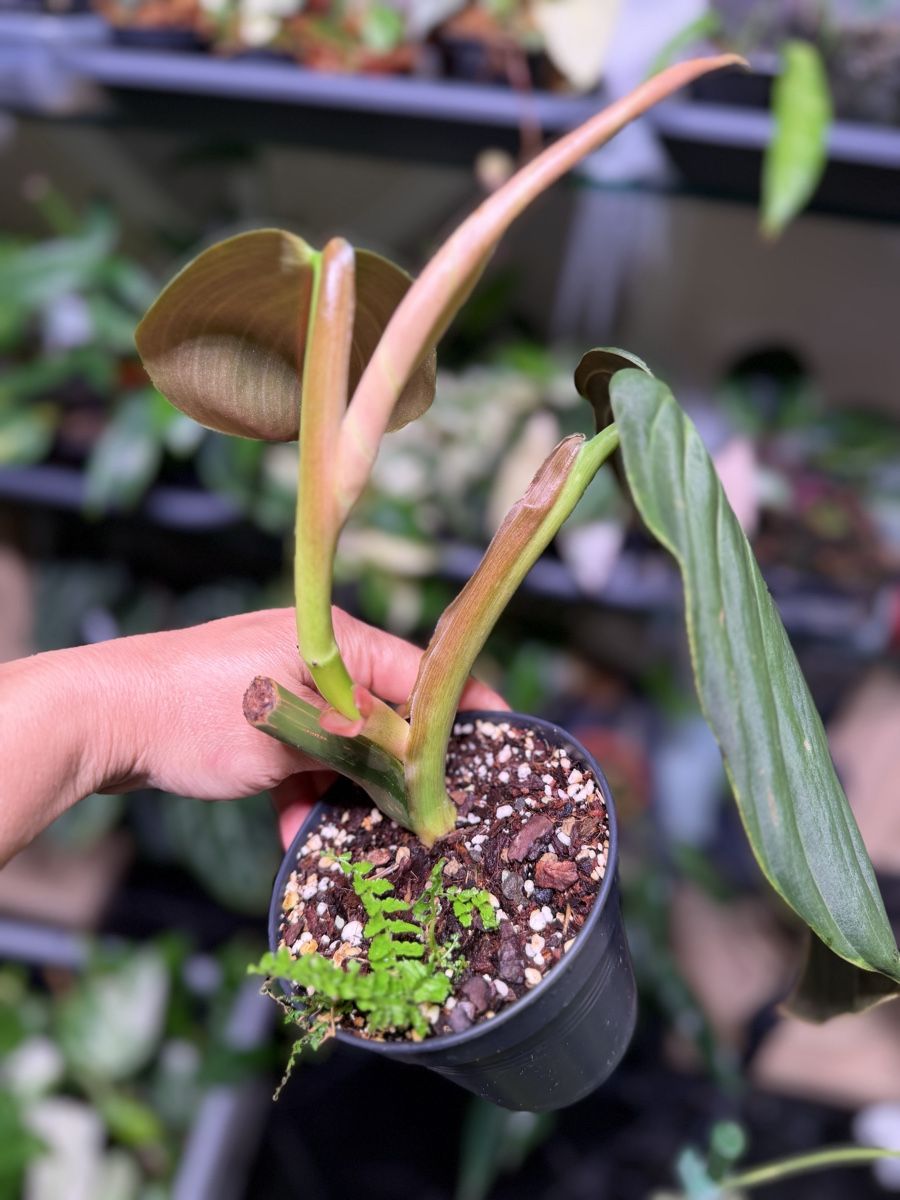 Piante & sementi: Philodendron Gigas – Nuovo (secondo la descrizione) da Buchrain venduto da Stetoscop 1