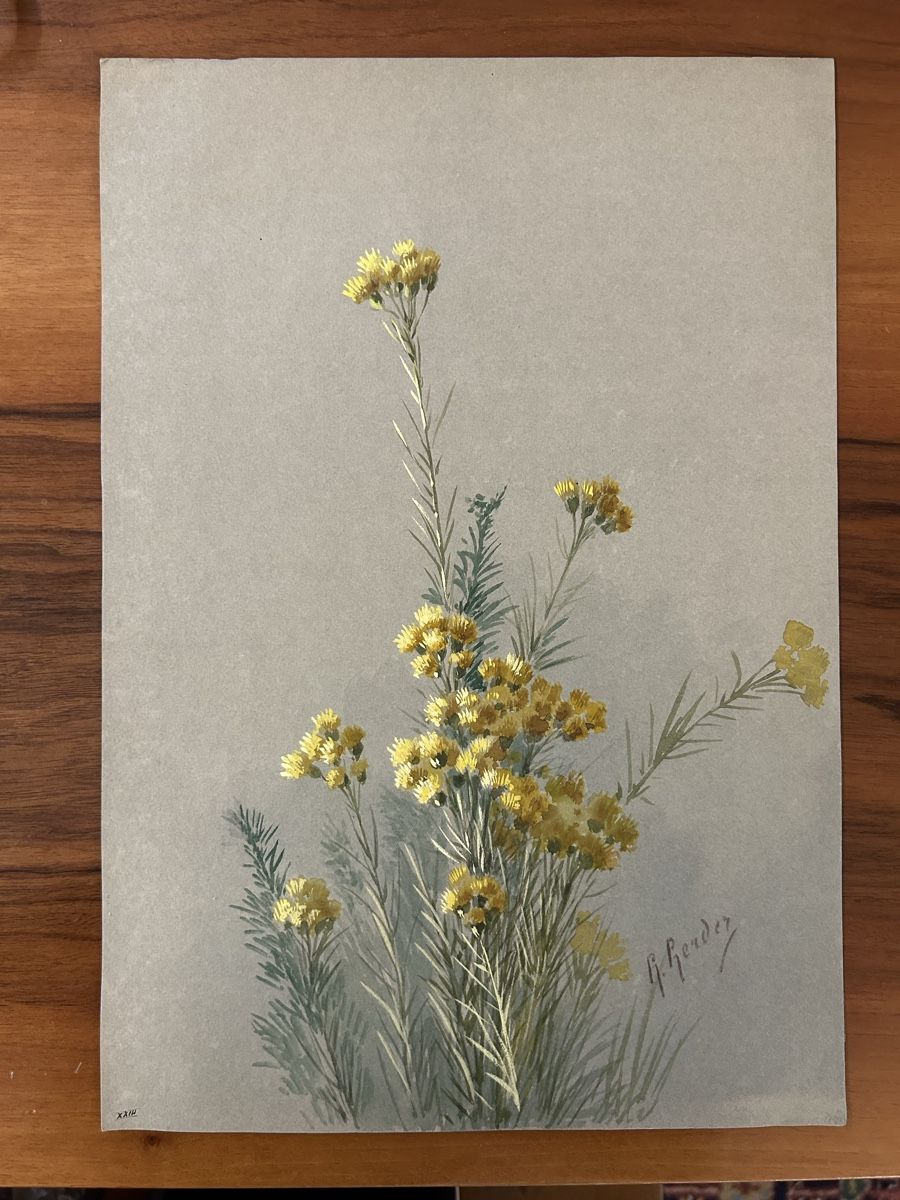 Posters & Illustrations: Blumen Bilder von B. Gender – D'occasion à Zürich par BashasBrockenhaus 3