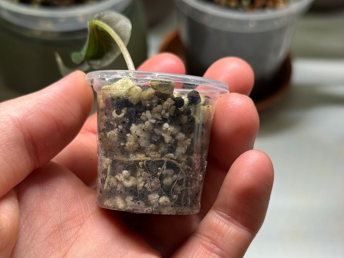Piante & sementi: Alocasia Loco Baby – Usato da Goldau venduto da pflanzly 2