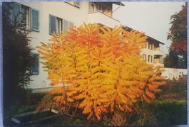 Unikat: Foto: Haus in Steinhausen (80er-Jahre)