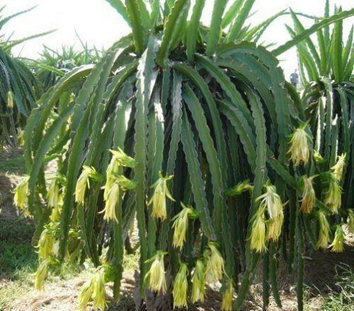Pflanzen & Samen: Gelbe Drachenfrucht, Pitahaya - 30 Samen – Neu und originalverpackt aus Sumiswald von Cham14558 2