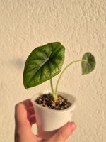 🌿Alocasia Dragon Scale #3🌿