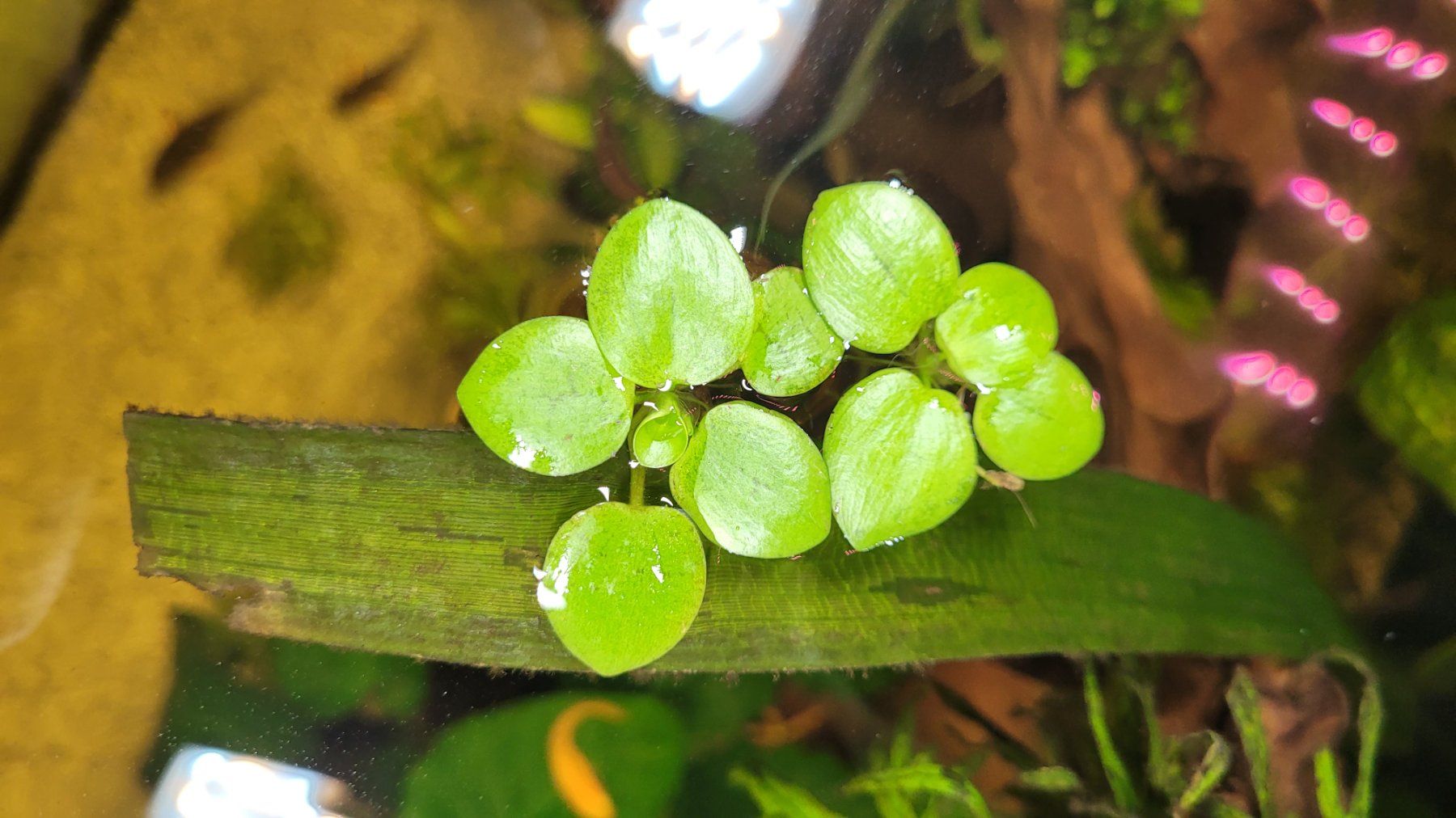 Piante & sementi: Environ 10 pousses de Limnobium laevigatum – Nuovo e nell'imballaggio originale da Saxon venduto da Sebdem 3