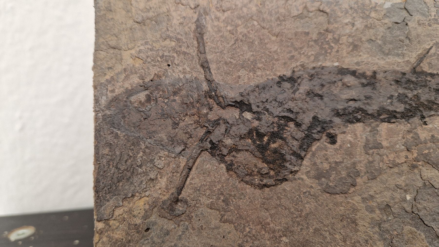 Fossilien: Fossiler Stachelhai Acanthodes Perm Deutschland – Neu und originalverpackt aus Niederhasli von rehauge01 5
