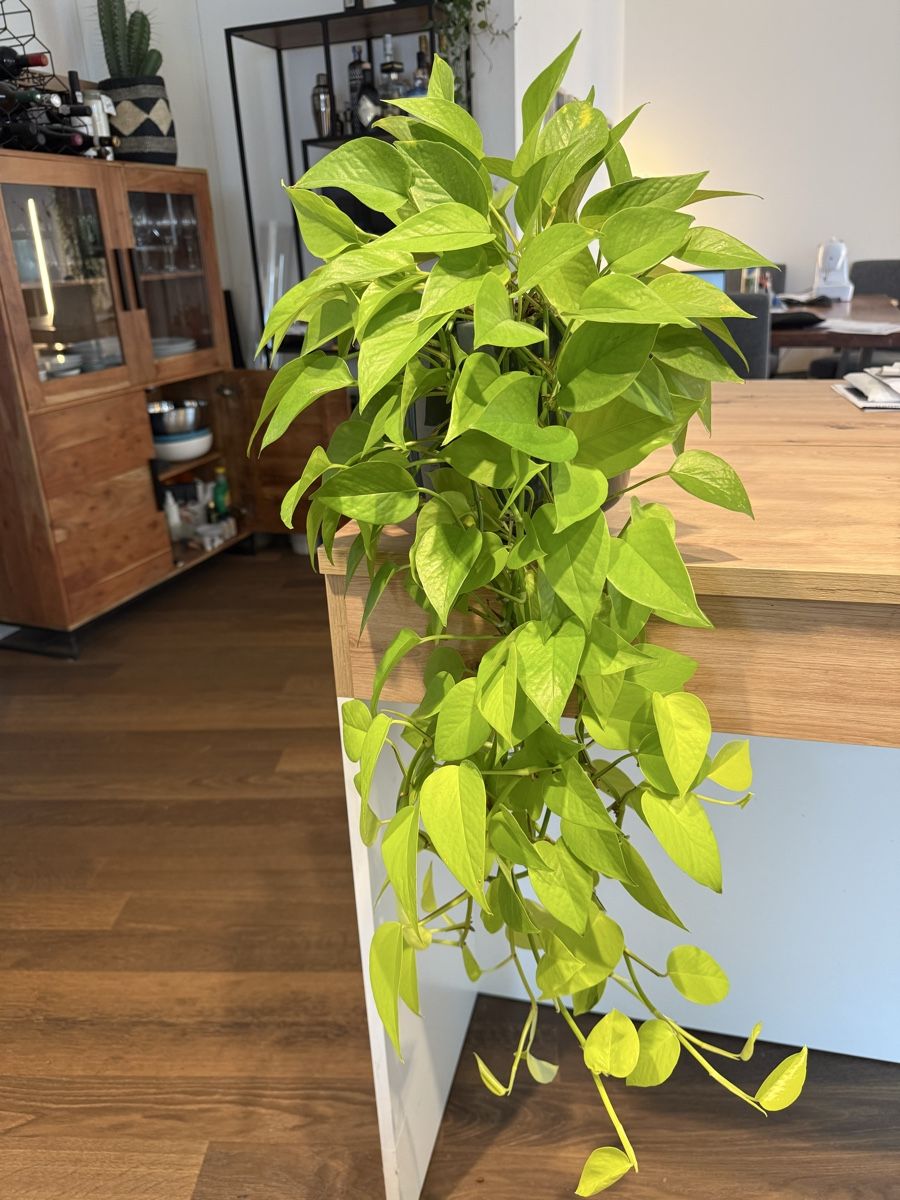 Piante & sementi: Neon Pothos – Usato da Zürich venduto da bau_d56d