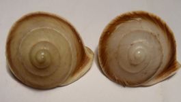 2 SEHR SELTENE PAPUINA (RHYNCHOTROCHUS) GRATA,-MUSCHELN