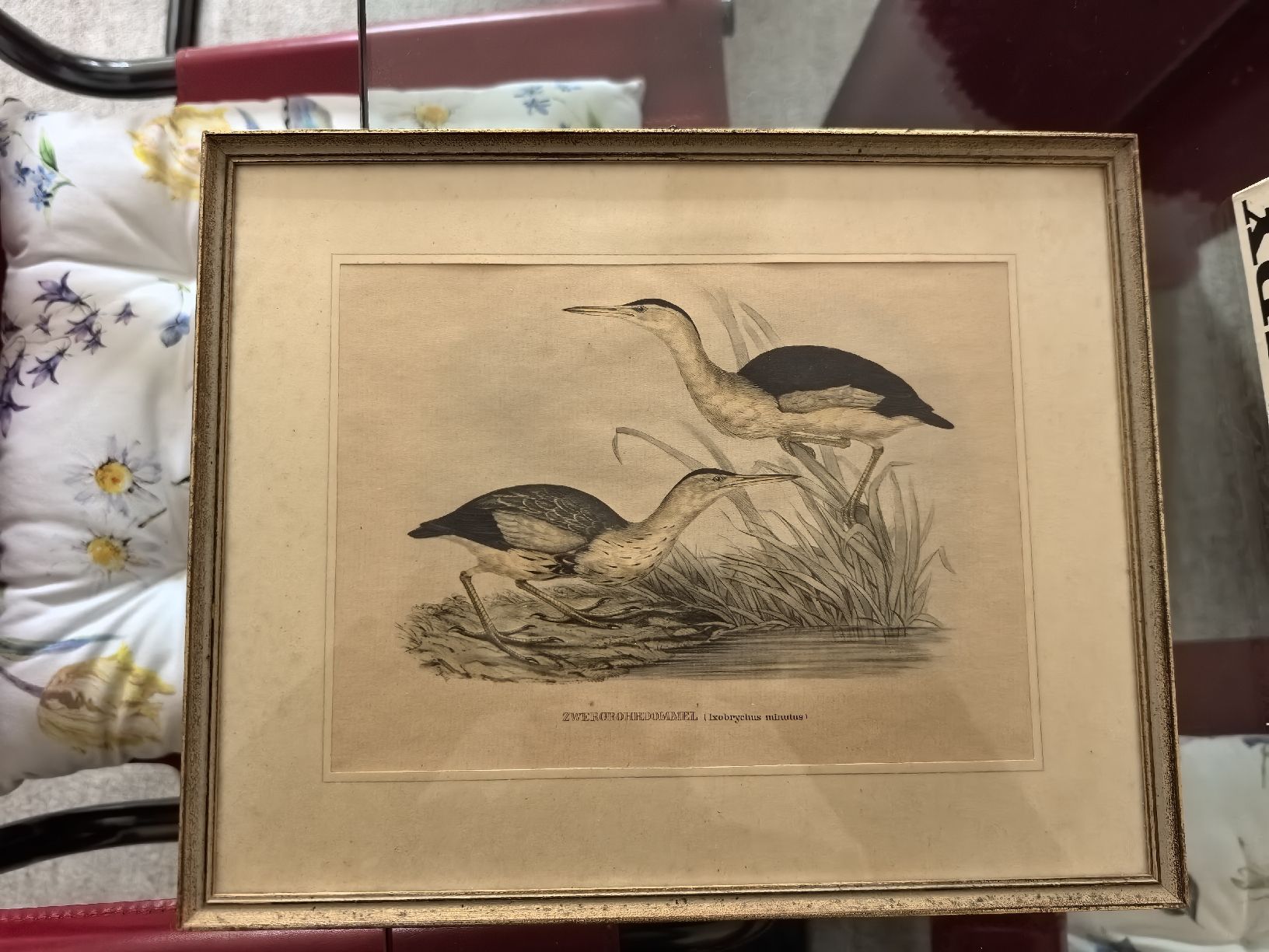 Grafica & Litografie: Alte gerahmte Vogelbild-Lithographie mit Goldrahmen. – Usato da Bassersdorf venduto da Sport_4_life 1
