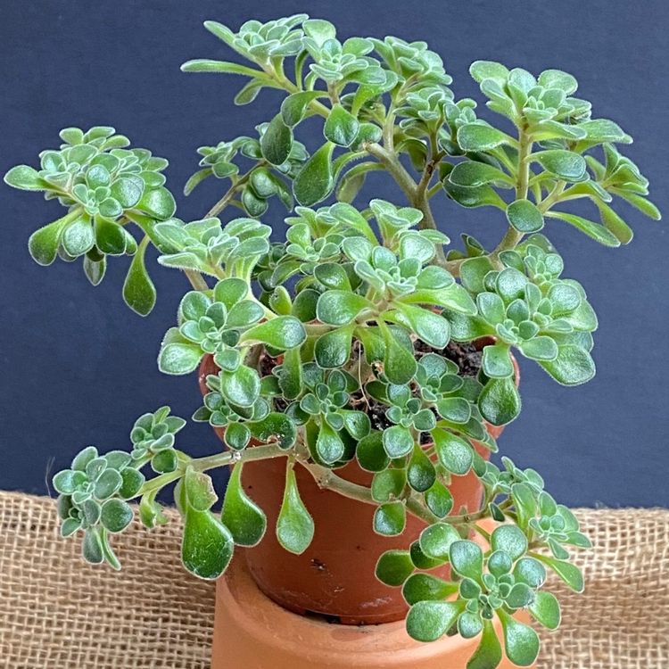 Aichryson Bethencourtianum Kaufen auf Ricardo