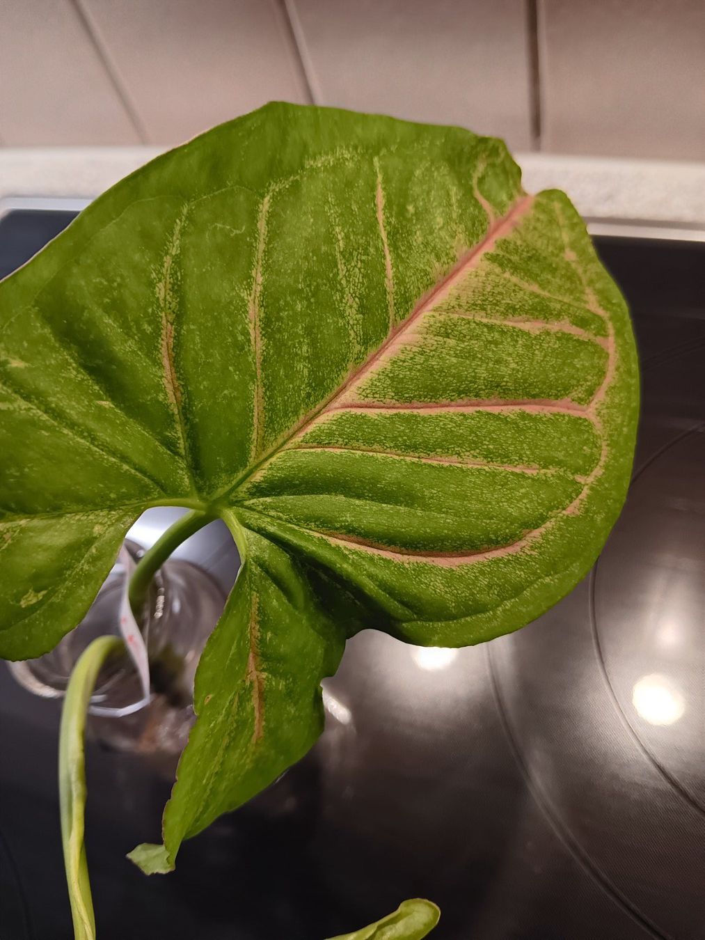 Piante & sementi: Syngonium Paket – Usato da Neerach venduto da Pudelmax 4