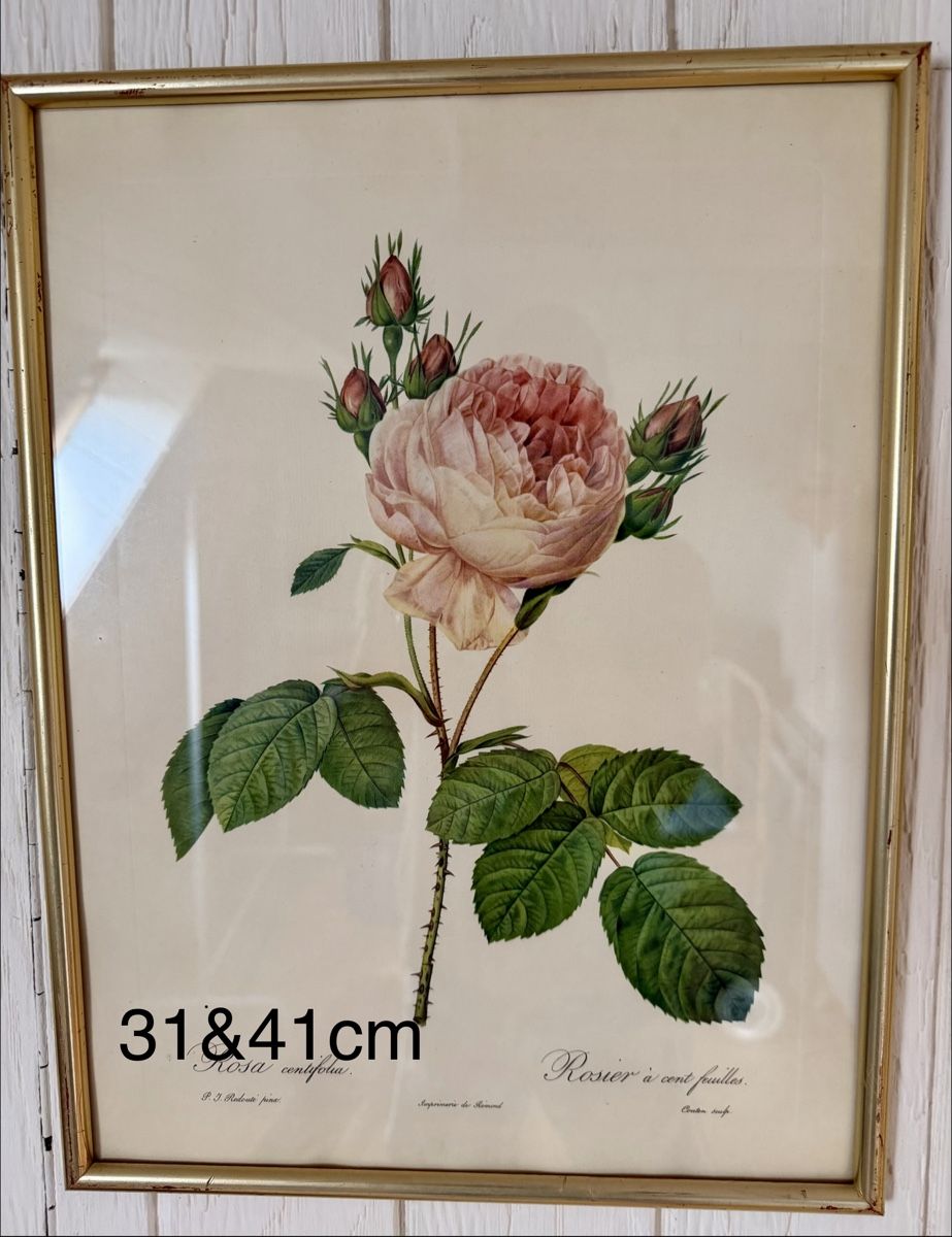 Poster & Bilder: Diverse Rosenbilder 7 Stück  – Gebraucht aus Fribourg von Fmia 3