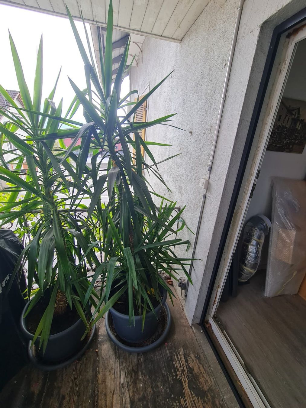 Piante & sementi: Yucca Palmen – Usato da gams venduto da Anbo