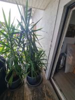 Yucca Palmen