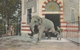 Alte Postkarte Zoo Basel Elefant mit Pfleger,  1909