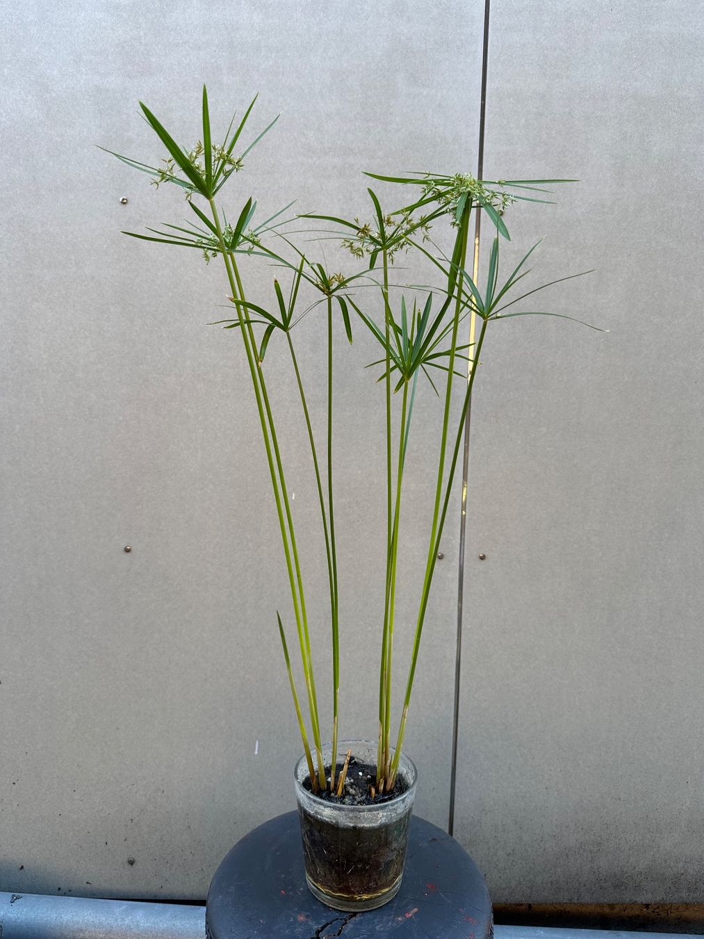 Plantes & graines: PAPYRUS STECKLING – D'occasion à Zürich par NIKI777