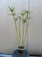 PAPYRUS STECKLING