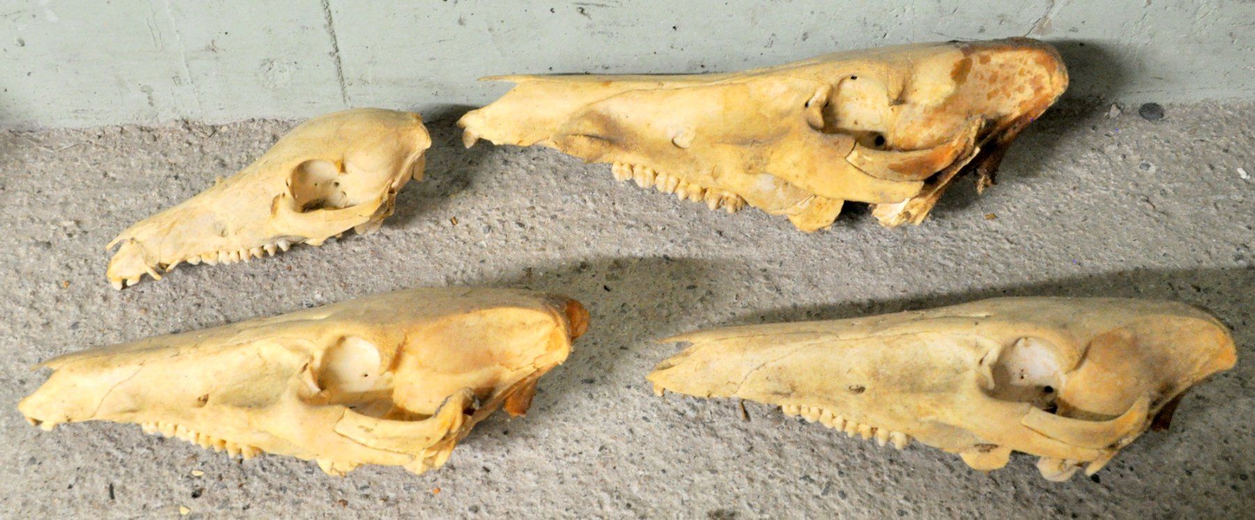 Welt der Tiere: Lot de 4 "crâne d'animaux" – Gebraucht aus Neuchâtel von Neuchatel 4