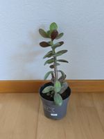 Geldbaum Setzling ca. 23 cm hoch (Nr. 4)