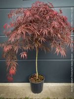 Acer Palmatum Dissectum Inaba Shidare - 140cm Bäumchen