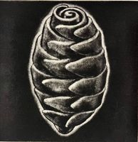 Nicola Jaeggli (*1955 in Winterthur) RADIERUNG SIGNIERT