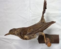 Präparierter Singvogel (vermutlich Singdrossel) – altes Tier