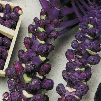 Pflanzen & Samen: Choux Bruxelles Violets RARE 30g – Neu (gemäss Beschreibung) aus Bremblens von FIBONACCI369 2