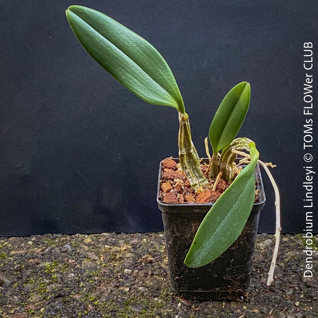 Piante & sementi: Dendrobium Lindleyi - gelb blühende & top robuste Orchidee – Nuovo e nell'imballaggio originale da Adliswil venduto da asTOMas963 1