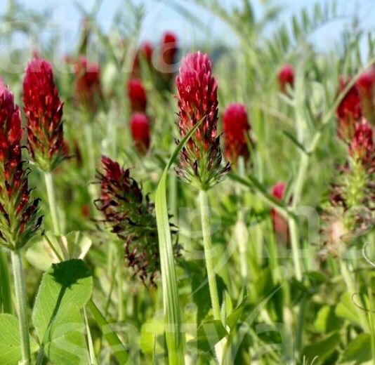 Pflanzen & Samen: Samenmischung: LANSBERG 100 Samen – Neu und originalverpackt aus Rovio von POSITIFFARTandPLANTS 2