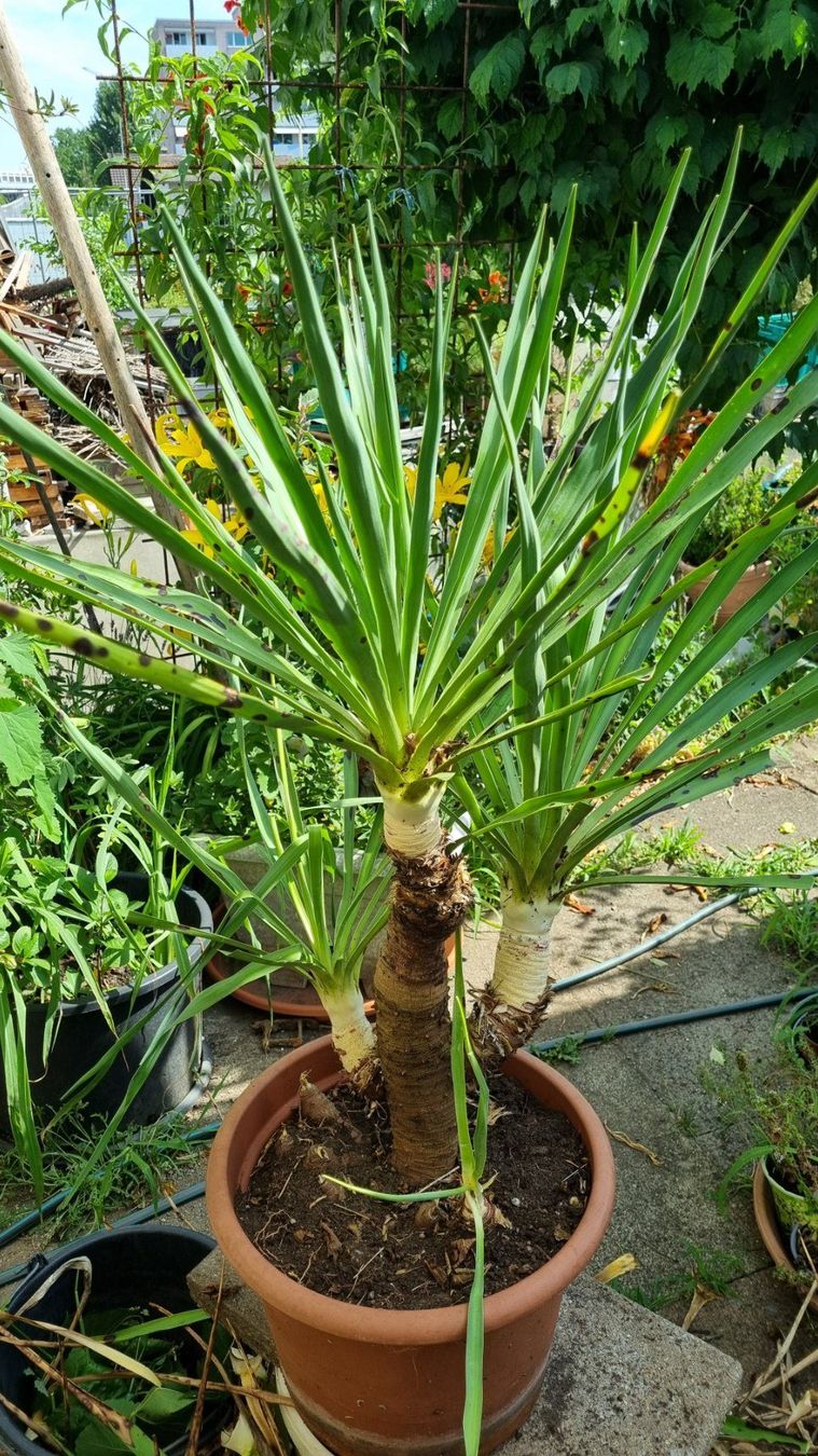 Piante & sementi: YUCCA - Palmlilie, winterhart – Usato da Oberentfelden venduto da Myri13
