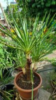 YUCCA - Palmlilie, winterhart