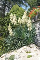 Schöne, winterharte Yucca filamentosa für den Garten/Topf