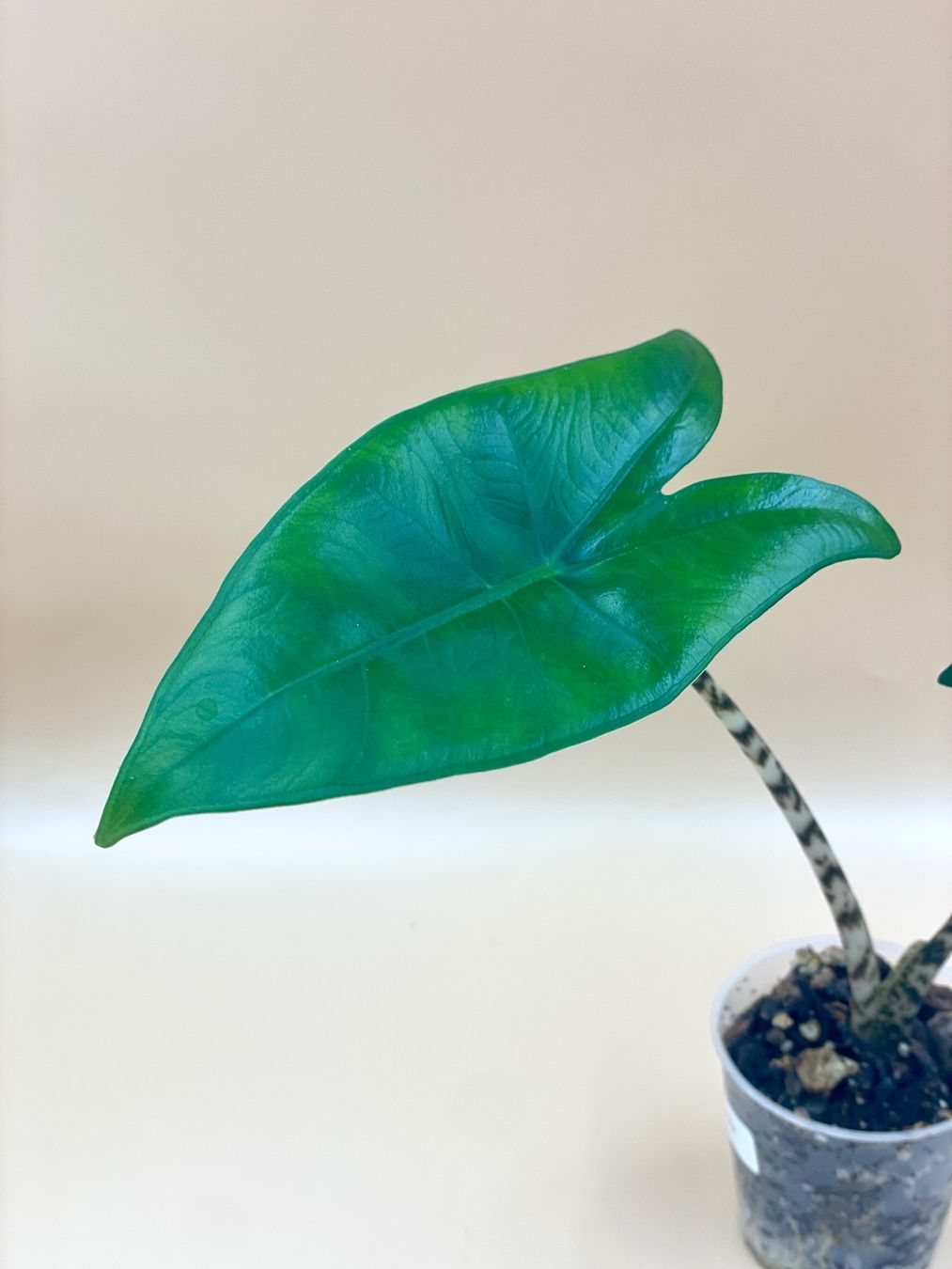 Piante & sementi: Alocasia Zebrina – Nuovo (secondo la descrizione) da Zürich venduto da Leafscape 1