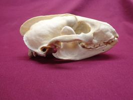 Dachs - Schädel, Zähne, Kiefer, Dekoration, Jagd, Kopf