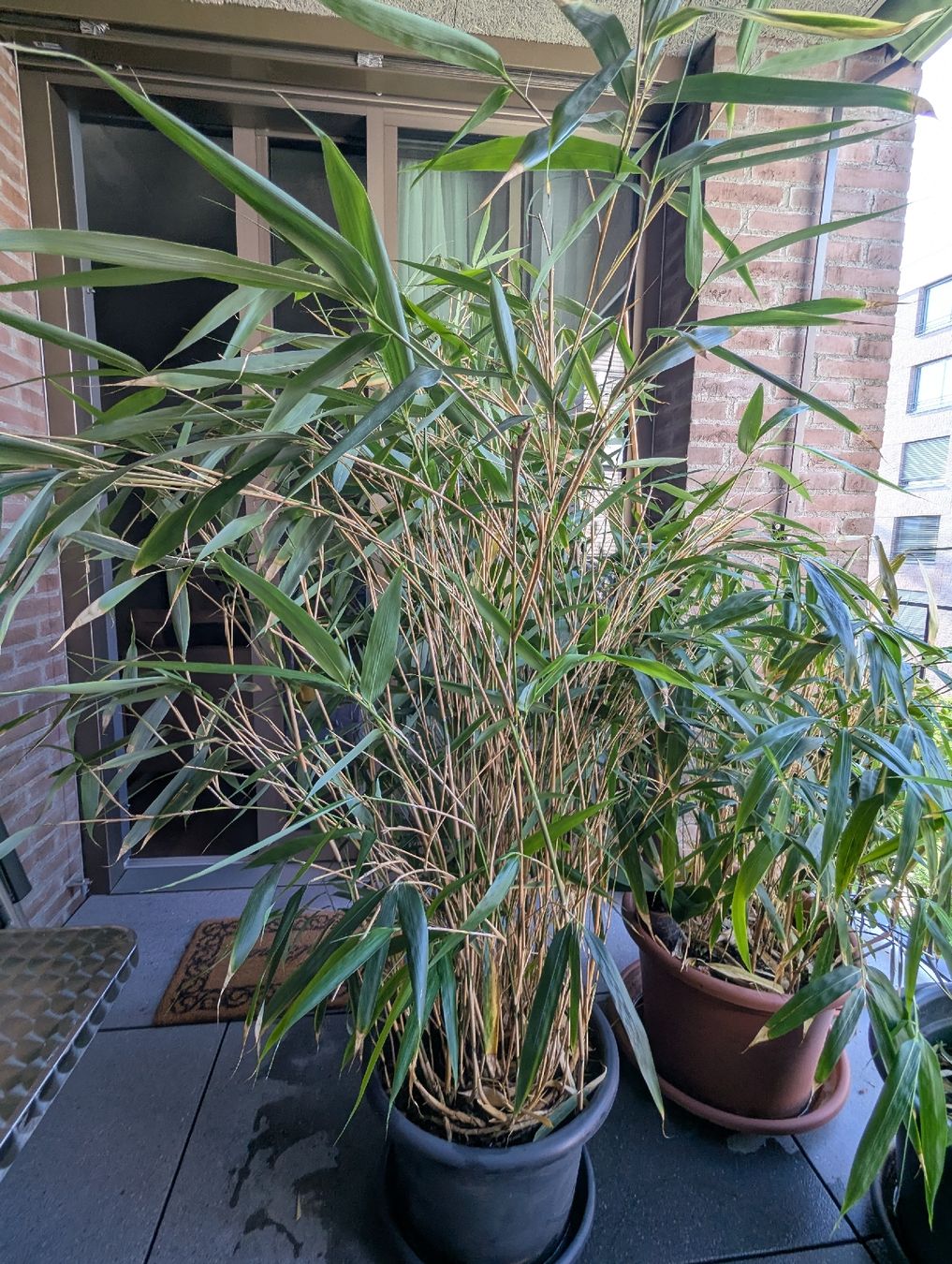 Piante & sementi: Japanischer Bamboo , winterhart  – Usato da Kloten venduto da bentre 1