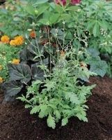 VERVEINE OFFICINALE ! 20g