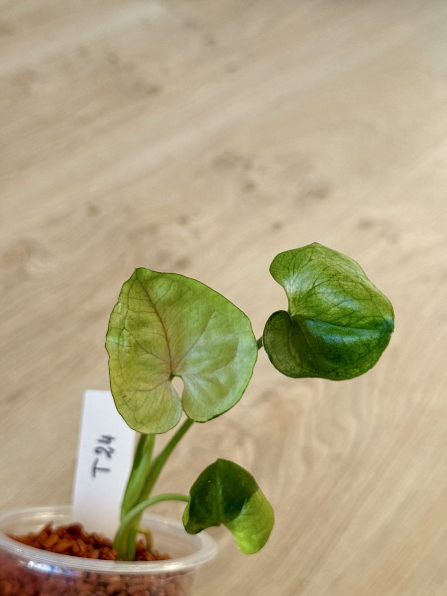 Piante & sementi: Syngonium T24 🌿 – Nuovo (secondo la descrizione) da Bülach venduto da Bloom_Witch 1