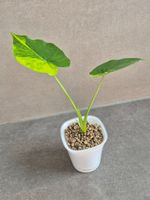 🌿Alocasia Gageana aurea🌿