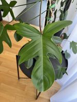  Philodendron Florida Green 🪴