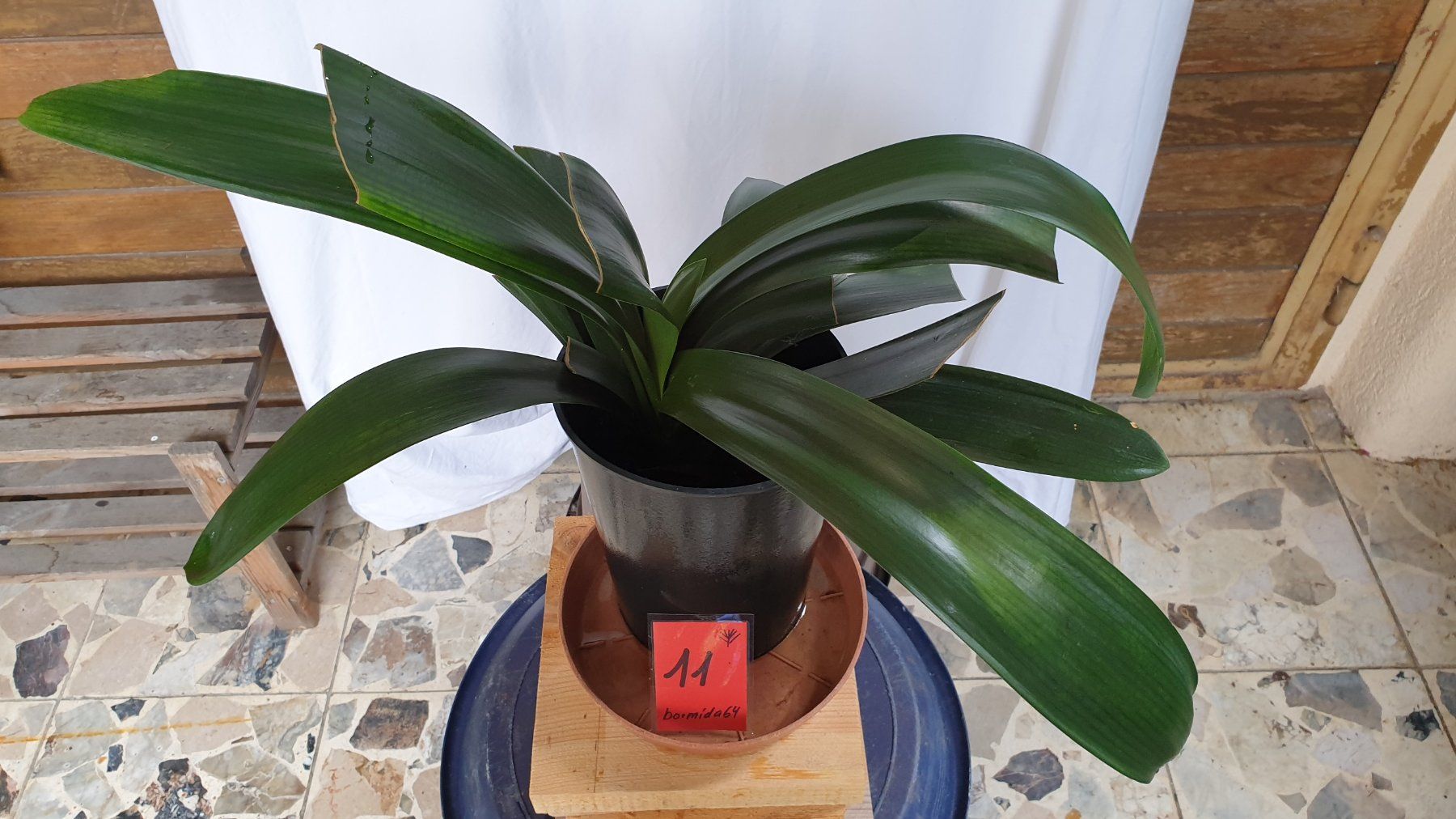 Piante & sementi: Clivia 11 Zimmerpflanze – Usato da Biel/Bienne venduto da Bormida64