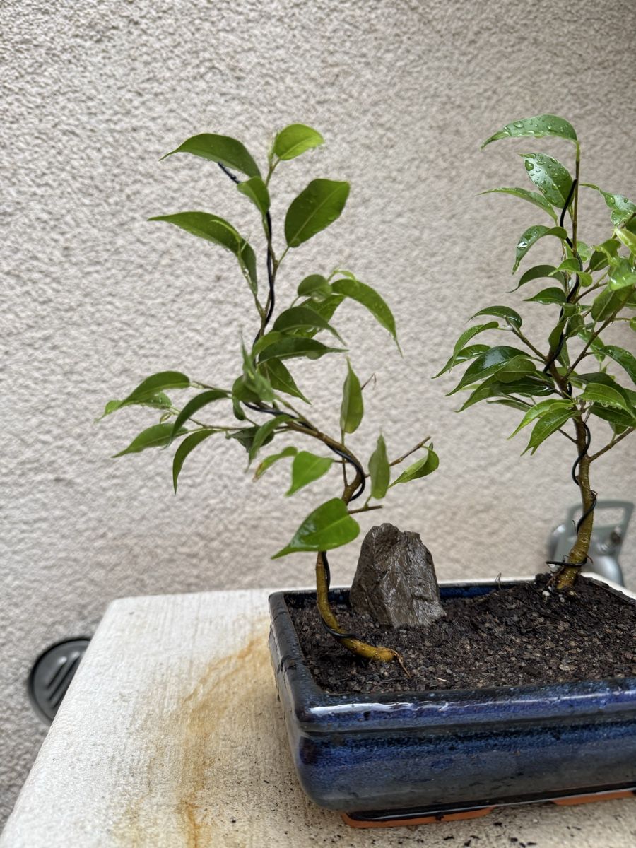 Pflanzen & Samen: Bonsai Ficus Wald. Doppel Bonsai – Gebraucht aus Rümlang von Gruseh.ch 1