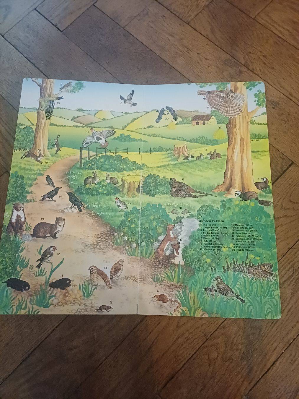 Libri: Kinderbuch: Tiere erkennen – Usato da Schönenwerd venduto da pomodor 3