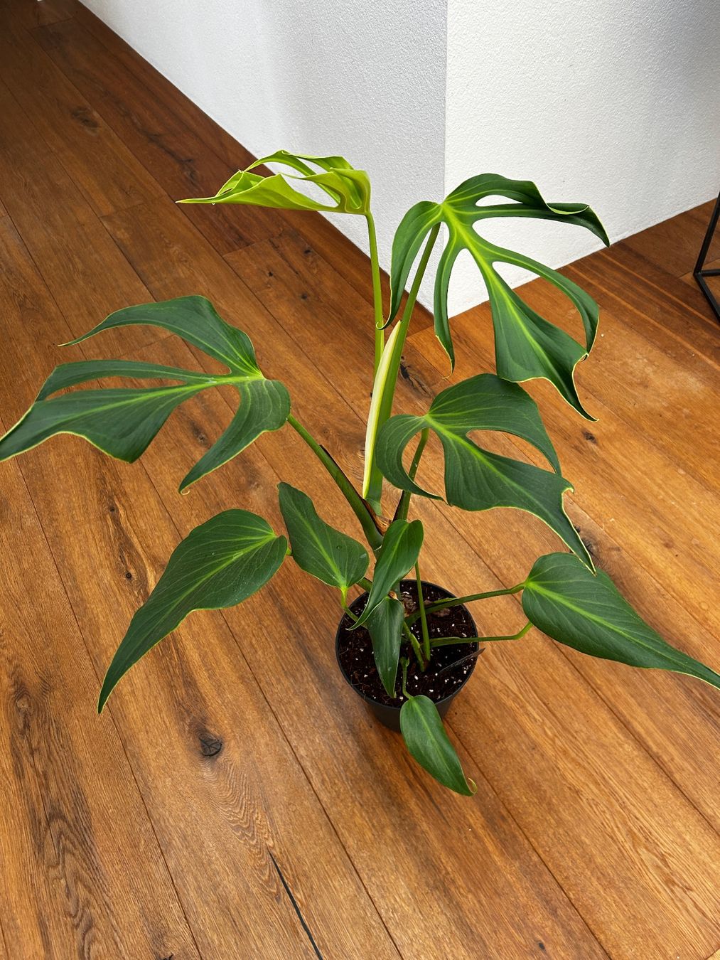 Piante & sementi: Monstera Burle Marx Flame XL – Usato da Wattwil venduto da Mikesplantshop 2