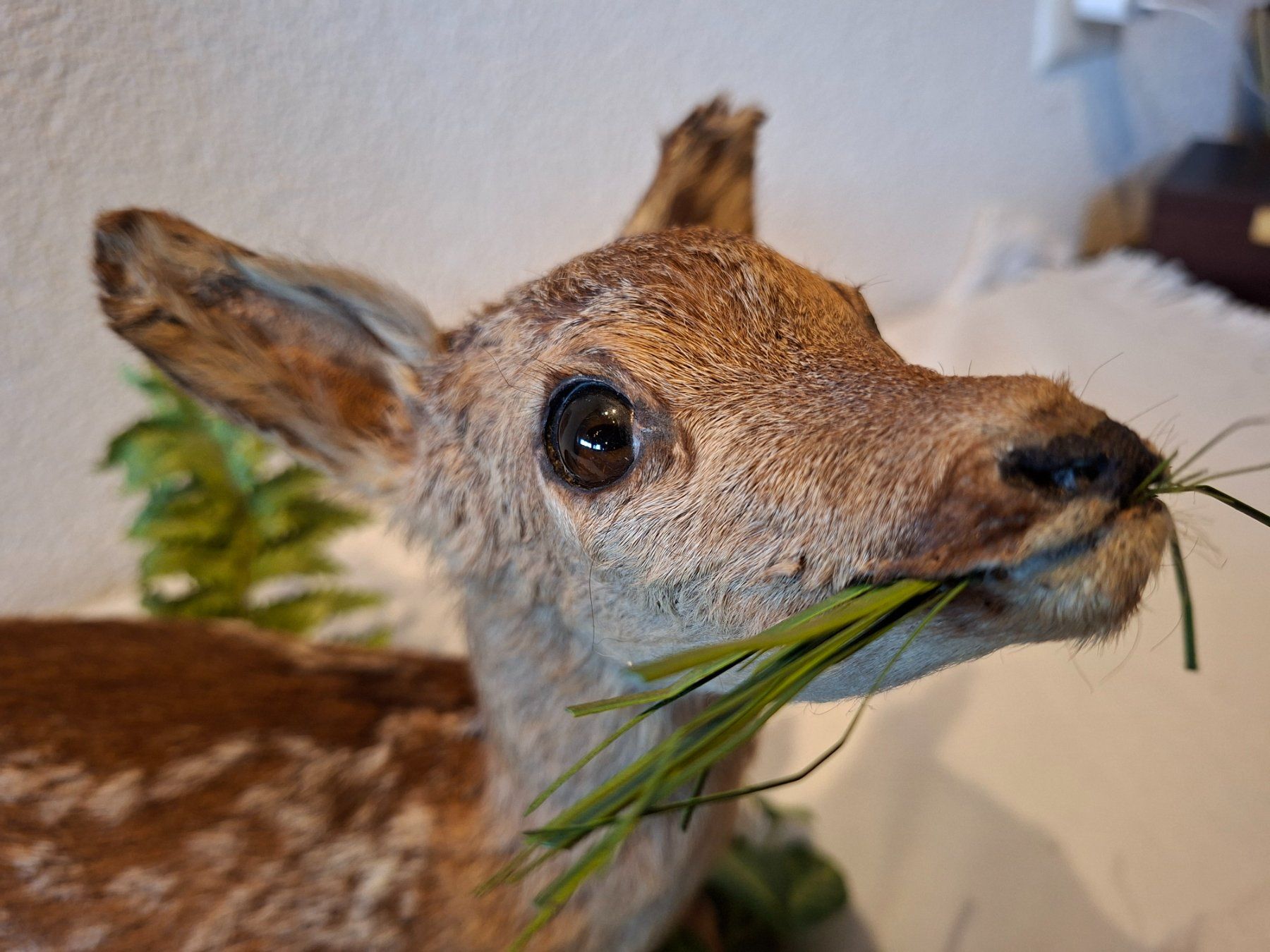 Il mondo degli animali: Rehkitz 2 – Usato da Wünnewil venduto da Boschung1 2