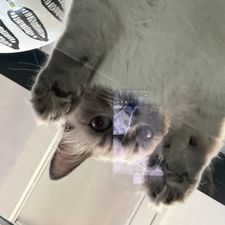 Profile image of lilita11
