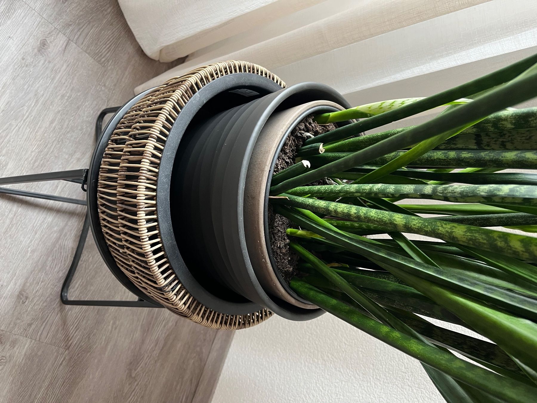 Pflanzen & Samen: Belle plante verte d'intérieur – Gebraucht aus La Chaux-de-Fonds von Trogir 1