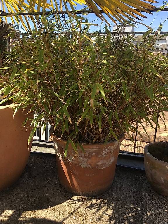 Plantes & graines: Diverse Balkonpflanzen mit Topf – D'occasion à Zürich par BuenosAires03 1