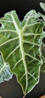 🤩Alocasia Amazonica Tricolore Rhizom 